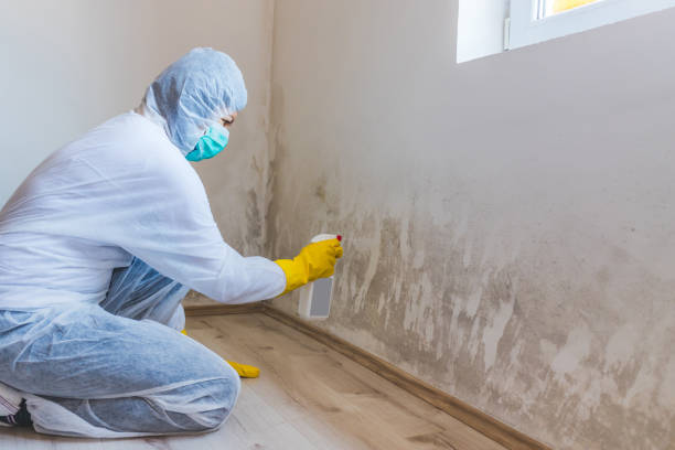 Licensed Mold Inspection service in Bryn Mawr, PA - WQB Mold Removal