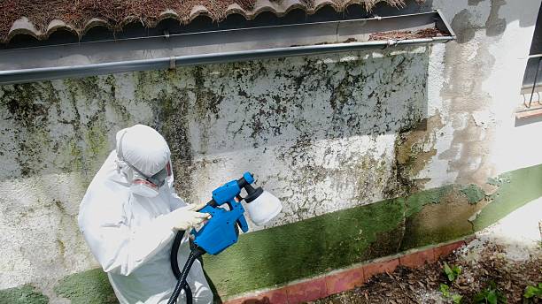 Top rated local Mold Inspection specialists in Bryn Mawr, PA